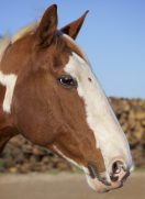 Chiropraktik bei Pferden