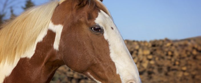 Chiropraktik bei Pferden