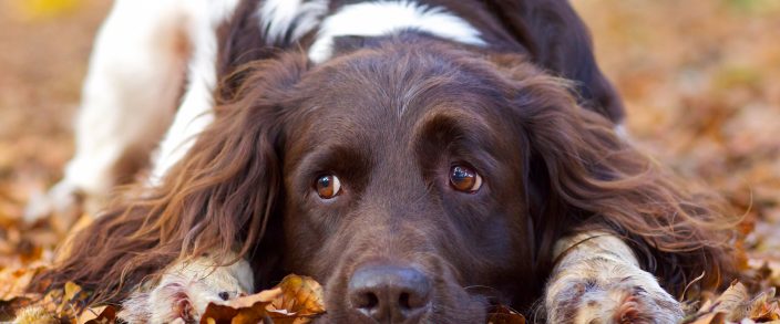 Chiropraktik bei Hunden